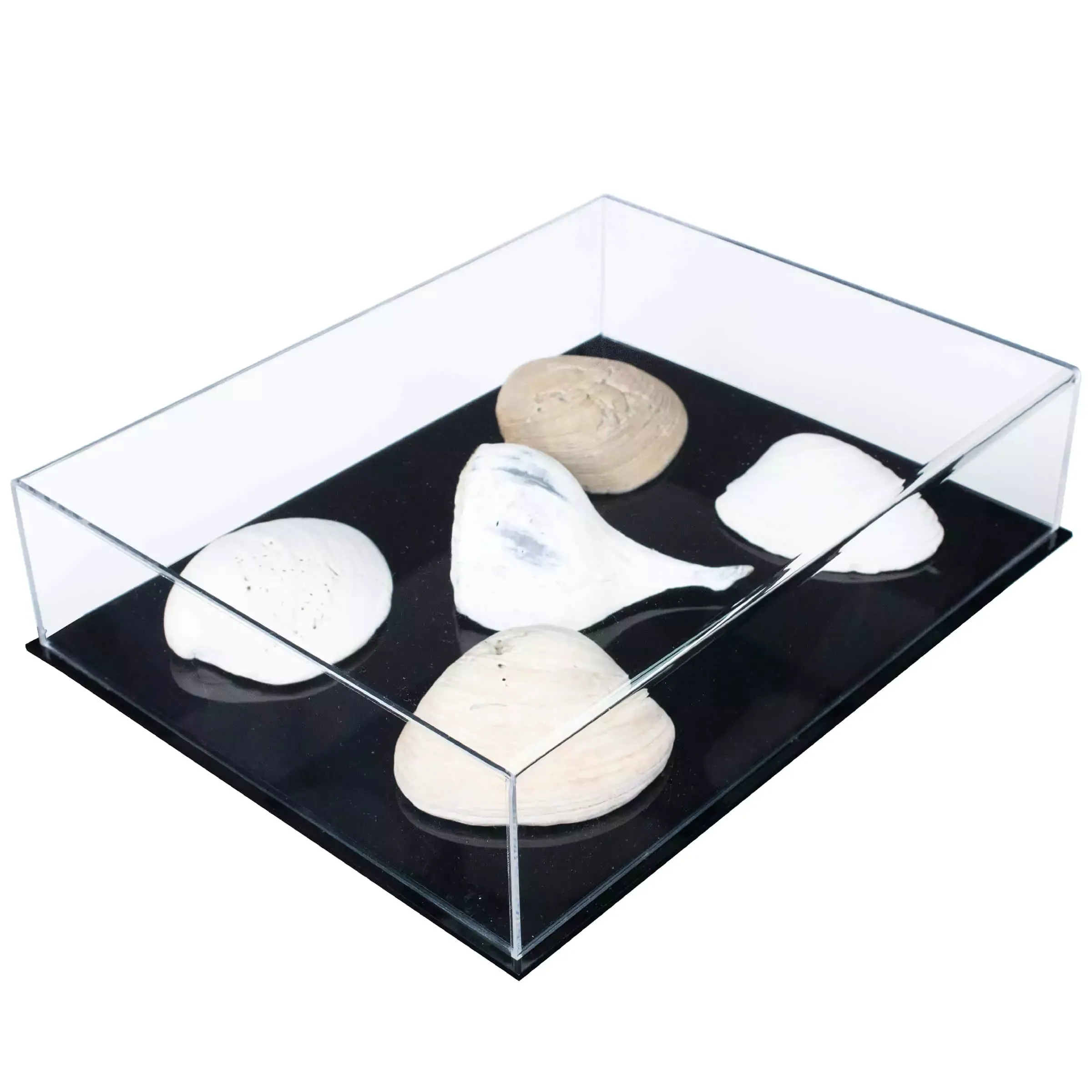 Versatile Acrylic Display Cases with Double Sheet Base with Clear Case