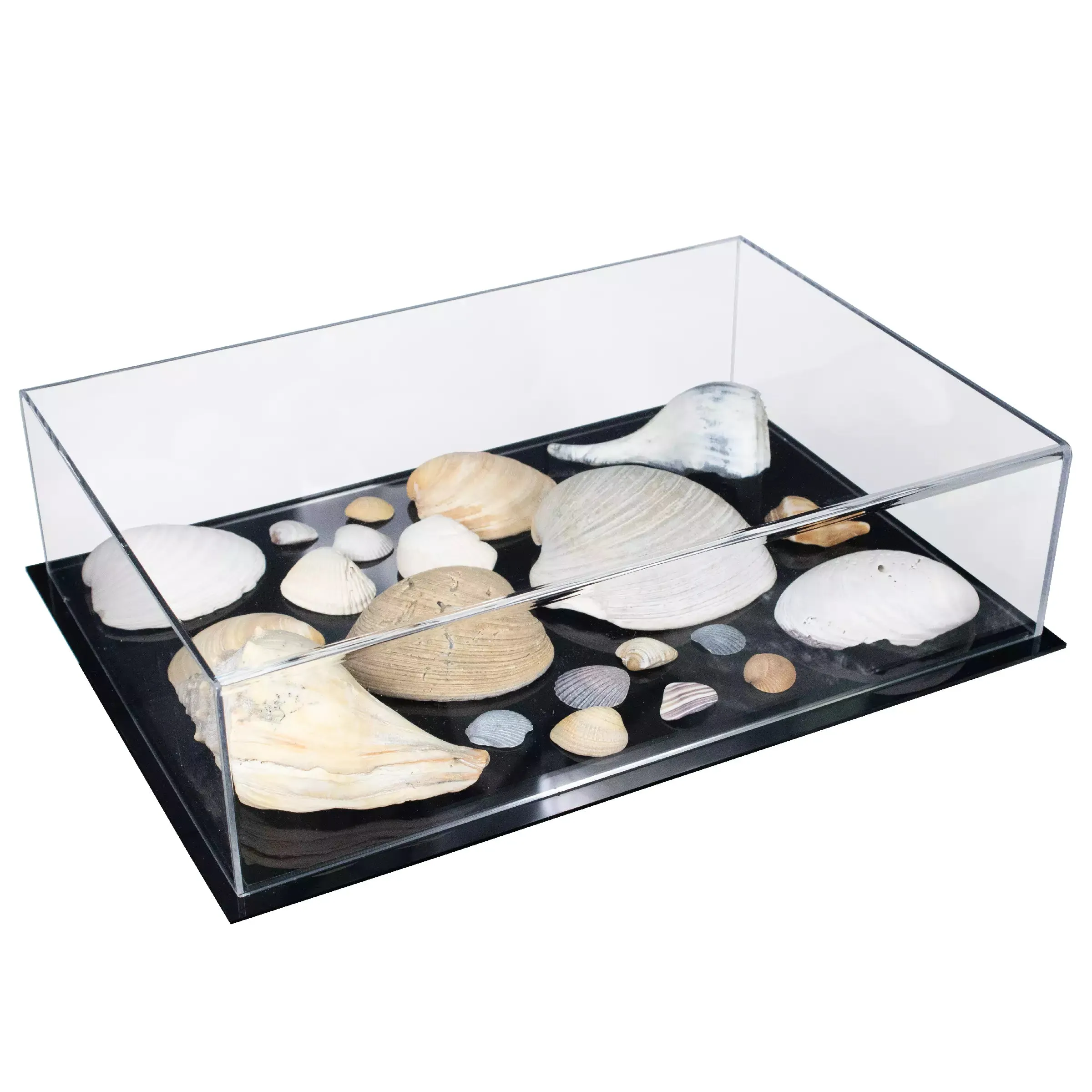 Versatile Acrylic Display Cases with Double Sheet Base with Clear Case